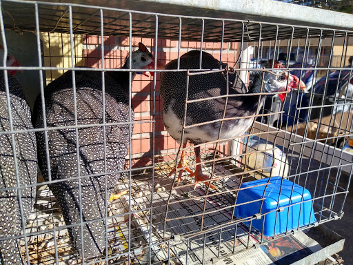 Pet Store «El Gallo Rojo Pet Shop», reviews and photos, 5901 N Armenia Ave, Tampa, FL 33603, USA