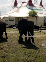 Fővárosi Nagycirkusz