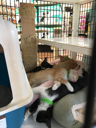 Pet Supply Store «Pet Supermarket», reviews and photos, 4445 E Bay Dr, Clearwater, FL 33764, USA