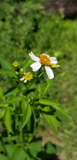 Park «Sanlando Park», reviews and photos, 401 W Highland St, Altamonte Springs, FL 32714, USA