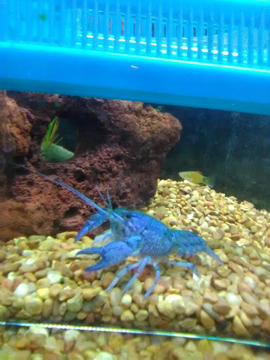 Pet Supply Store «City Pets & Ponds», reviews and photos, 4029 Mill St, Kansas City, MO 64111, USA