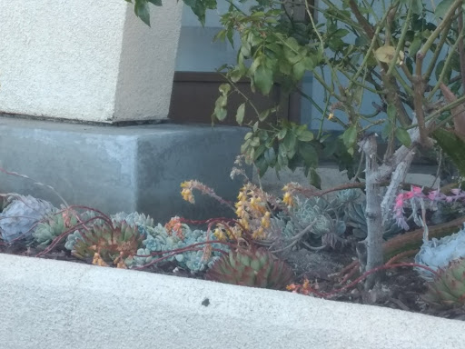 Tobacco Shop «Amsterdam Smoke Shop», reviews and photos, 5901 Warner Ave, Huntington Beach, CA 92649, USA