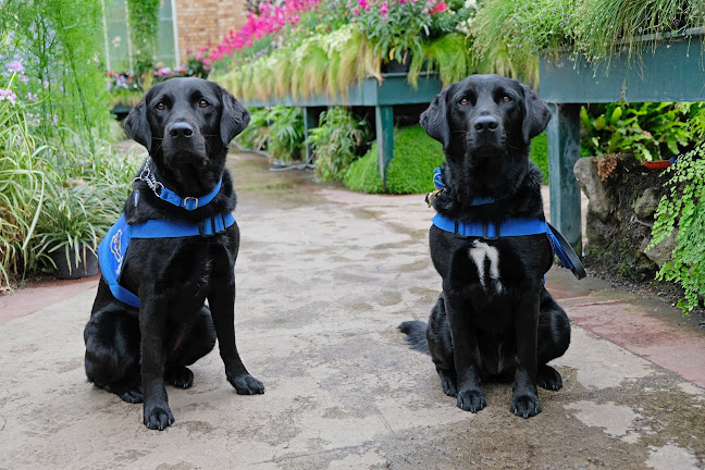 Reviews of Assistance Dogs New Zealand Trust in Cambridge - Association