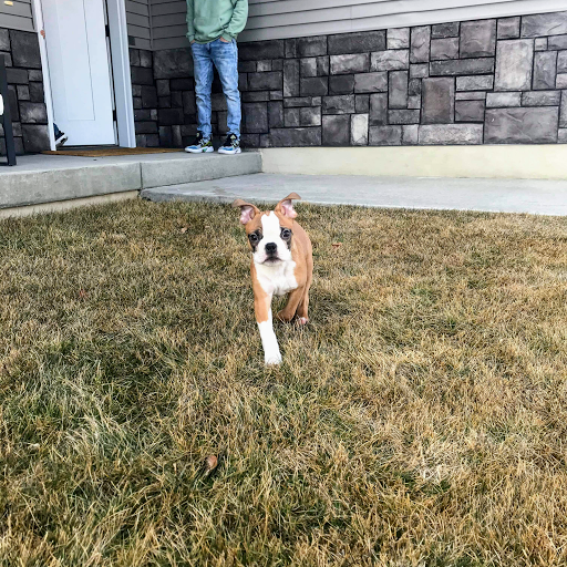 Pet Store «Pet Planet», reviews and photos, 11968 S Redwood Rd, Riverton, UT 84065, USA