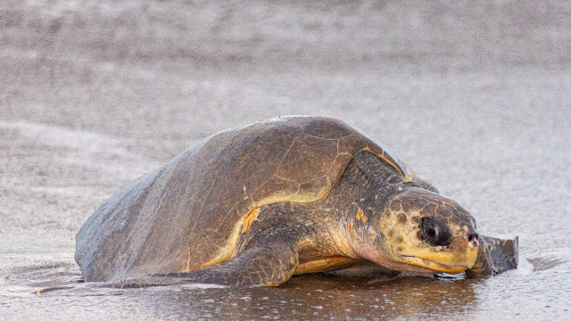 Nature Tours Sámara
