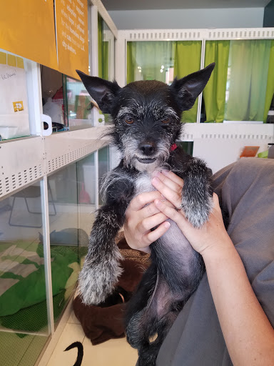 Pet Supply Store «Healthy Spot», reviews and photos, 1110 Wilshire Blvd, Santa Monica, CA 90401, USA