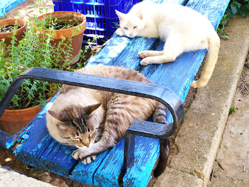 Centro Veterinario Espai Animal en Aldaia