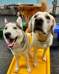 Dogtopia of Chesterfield - Photo 3 - Car repair in Richmond, VA, Richmond