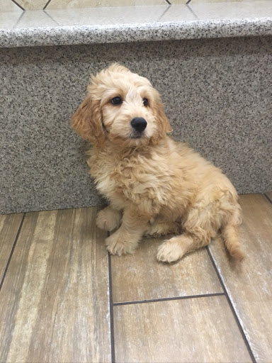 Pet Store «Charm City Puppies», reviews and photos, 8205 Snowden River Pkwy, Columbia, MD 21045, USA