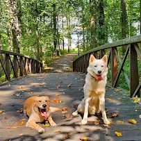 Volancy Dogs - Car repair in Columbus, NJ, Trenton - Rated 5.0/5