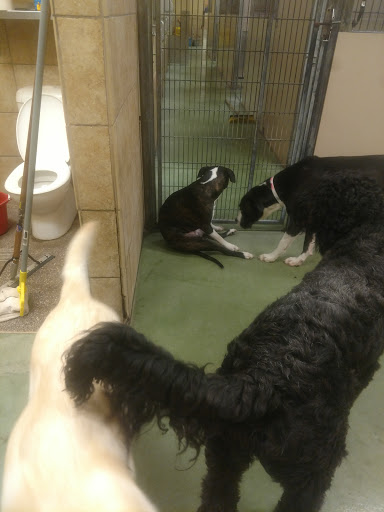 Pet Supply Store «PetSmart», reviews and photos, 9277 159th St, Orland Hills, IL 60487, USA