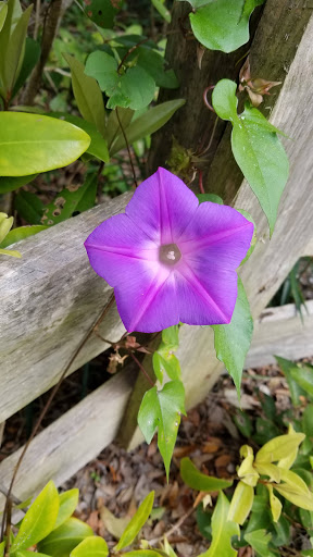 Nature Preserve «Emerson Point Preserve», reviews and photos, 5801 17th St W, Palmetto, FL 34221, USA