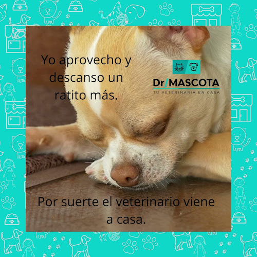 Dr. MASCOTAS - Canelones
