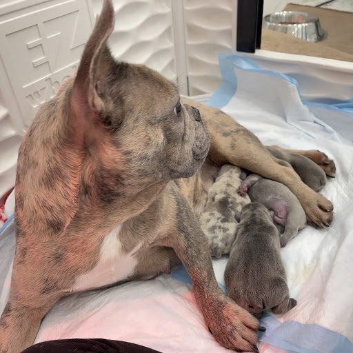 Public Golf Course «Bonaventure Golf Club», reviews and photos, 200 Bonaventure Blvd, Weston, FL 33326, USA