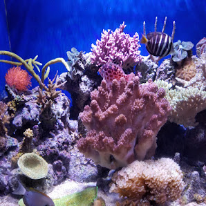 Tricity Aquatics - Aquarium Maintenance & Design 