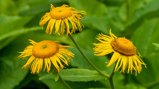 Botanical Garden «Rhododendron Species Botanical Garden», reviews and photos, 2525 S 336th St, Federal Way, WA 98003, USA