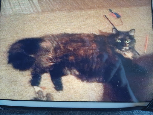 Pet Supply Store «PetSmart», reviews and photos, 3601 Rib Mountain Dr, Wausau, WI 54401, USA