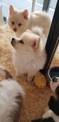 Pet Store «Perfect Pets», reviews and photos, 6840 S University Blvd #410, Centennial, CO 80122, USA