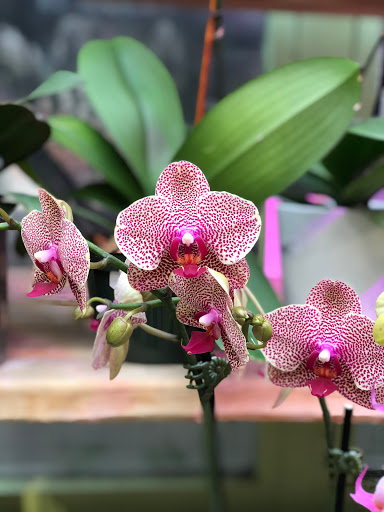 Plant Nursery «Potomac Petals and Plants», reviews and photos, 9545 River Rd, Rockville, MD 20854, USA