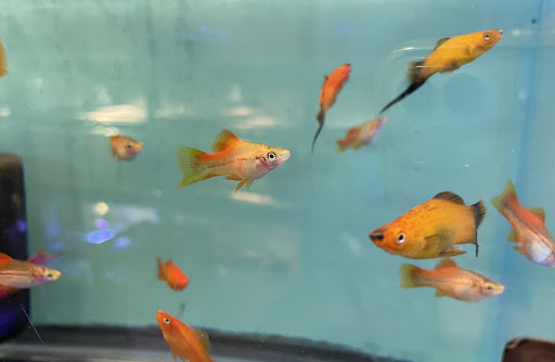 Tropical Fish Store «Aquarium World», reviews and photos, 1512 Meetinghouse Rd, Upper Chichester, PA 19061, USA