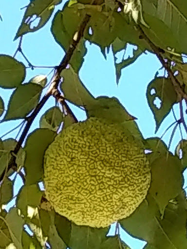 Recreation Center «Little Red Schoolhouse Nature Center», reviews and photos, 9800 Willow Springs Rd, Willow Springs, IL 60480, USA