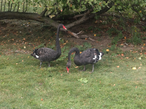 Restaurant «Hidden Valley Animal Adventure», reviews and photos, 2887 Royce Rd, Varysburg, NY 14167, USA