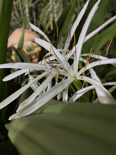 Miniature Golf Course «Congo River Golf», reviews and photos, 20060 US-19, Clearwater, FL 33764, USA