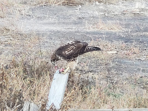 Golf Club «Buchanan Fields Golf Course», reviews and photos, 1091 Concord Ave, Concord, CA 94520, USA