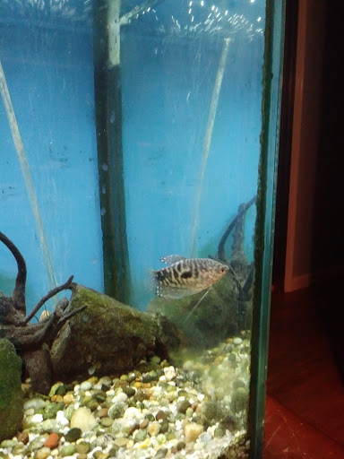 Pet Store «Colchester pet Shop LLC», reviews and photos, 111 Loomis Rd #2a, Colchester, CT 06415, USA