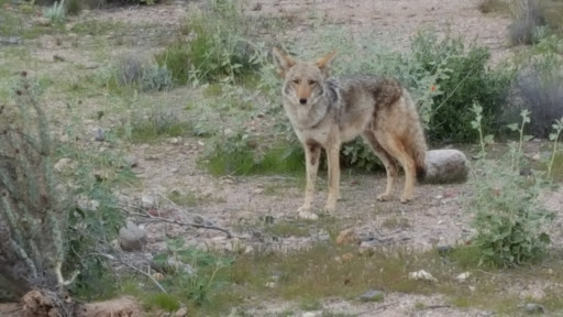 Golf Club «We-Ko-Pa Golf Club», reviews and photos, 18200 E Toh Vee Cir, Fort McDowell, AZ 85264, USA