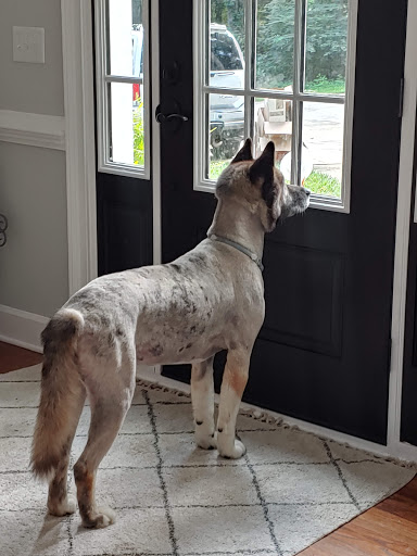 Bubbles & Bows Pet Salon