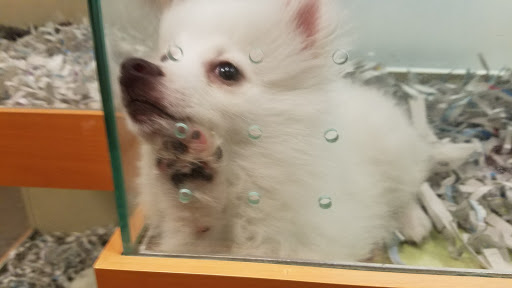 Pet Store «Barkworks», reviews and photos, 1118 Galleria At Tyler, Riverside, CA 92503, USA