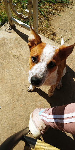 Pet Supply Store «PetSmart», reviews and photos, 1417 W Interstate 240 Service Rd, Oklahoma City, OK 73159, USA