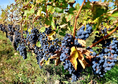 Domaine Marçais à Chaudefonds-sur-Layon