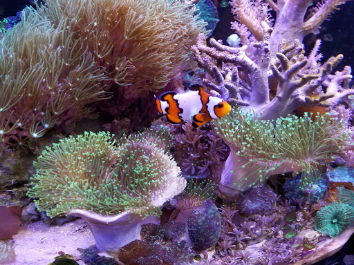 Tropical Fish Store «Elite Reef», reviews and photos, 8410 Wadsworth Blvd F, Arvada, CO 80003, USA