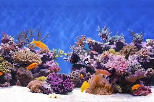 ARC Reef (Atlantic Reef Conservation) image