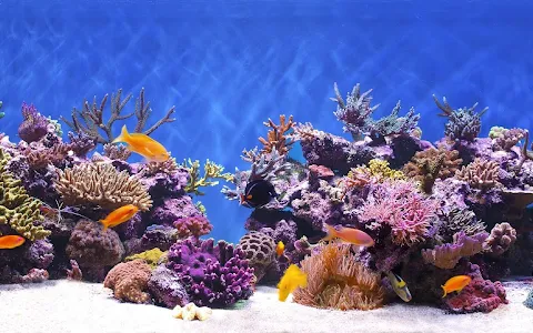 ARC Reef (Atlantic Reef Conservation) image