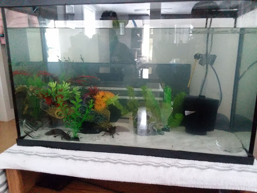 Aquarium «Jays Aquatics», reviews and photos, 10 Lawrence Rd, Salem, NH 03079, USA