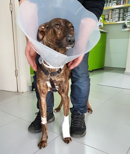 Clínica Veterinaria Mirasol en Sant Cugat del Vallès