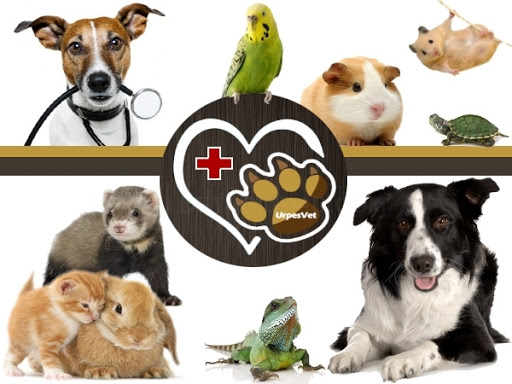 Centre Veterinari Urpes Vet - Medicina Felina. Canina Y De Animales Exóticos.