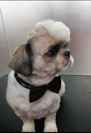 Photo of RoRos Pet Styling