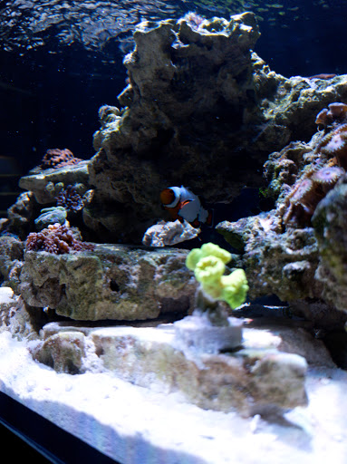 Pet Store «Aquarium Designs», reviews and photos, 15229 San Pedro Ave, San Antonio, TX 78232, USA