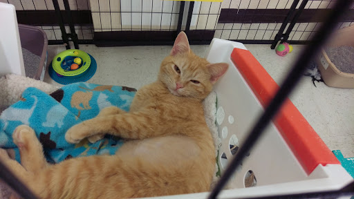 Pet Supply Store «Pet Supplies Plus», reviews and photos, 15034 San Pedro Ave Suite A, San Antonio, TX 78232, USA