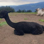 Photo n°7 de l'avis de Daniele.e fait le 17/08/2019 à 18:19 sur le  Tuffalm à Völs am Schlern