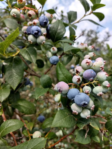 Medina County's Hidden Blueberry Patch