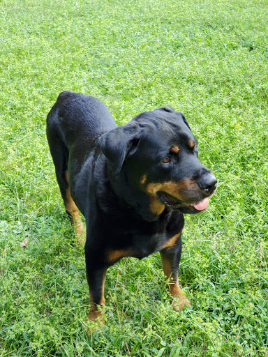 Pet Supply Store «PetSmart», reviews and photos, 7225 Bell Creek Rd Ste 228, Mechanicsville, VA 23111, USA