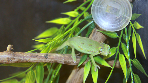 Pet Store «Inland Reef Pet Store», reviews and photos, 817 Cross Lanes Dr, Cross Lanes, WV 25313, USA