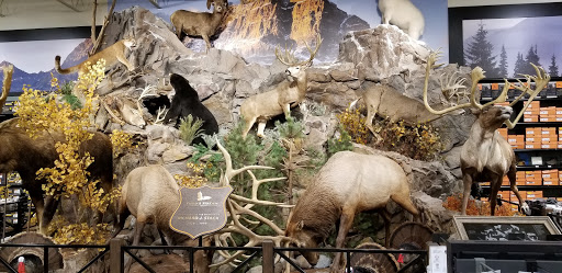 Outdoor Sports Store «Field & Stream», reviews and photos, 870 Walt Whitman Rd Ste B, Melville, NY 11747, USA