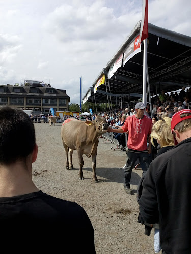 Braunvieh Schweiz - Zug