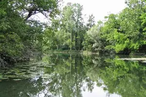 Taubergießen Bootsfahrten image